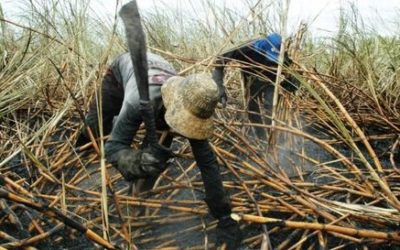 The dilemma of growing sugarcane in KwaZulu-Natal
