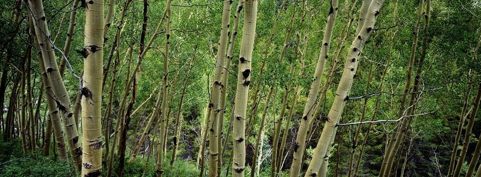(Hard) Wood