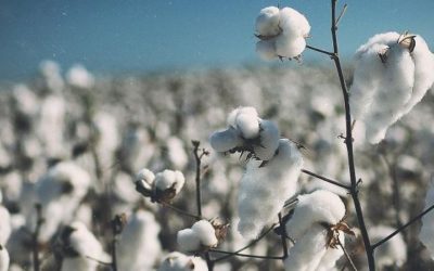 Cotton