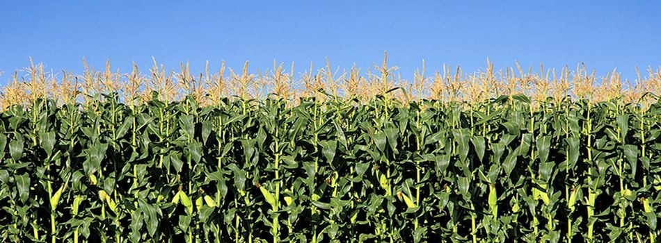 Corn Field