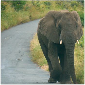 elephantpotholes